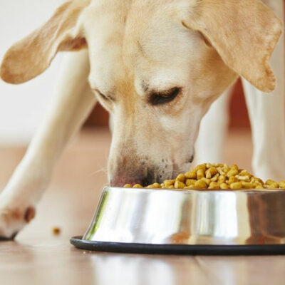 Dietary Tips to Prevent Food Allergies in Dogs