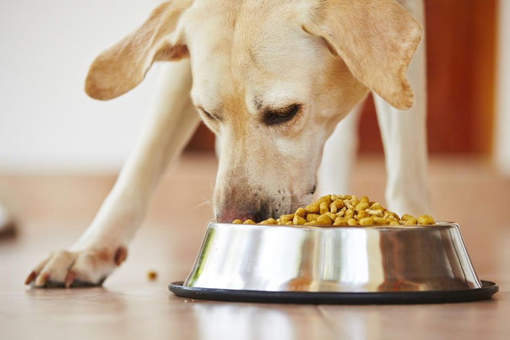 Dietary Tips to Prevent Food Allergies in Dogs