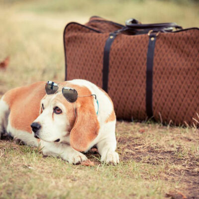 Essential Flying Checklist for Pet Travel