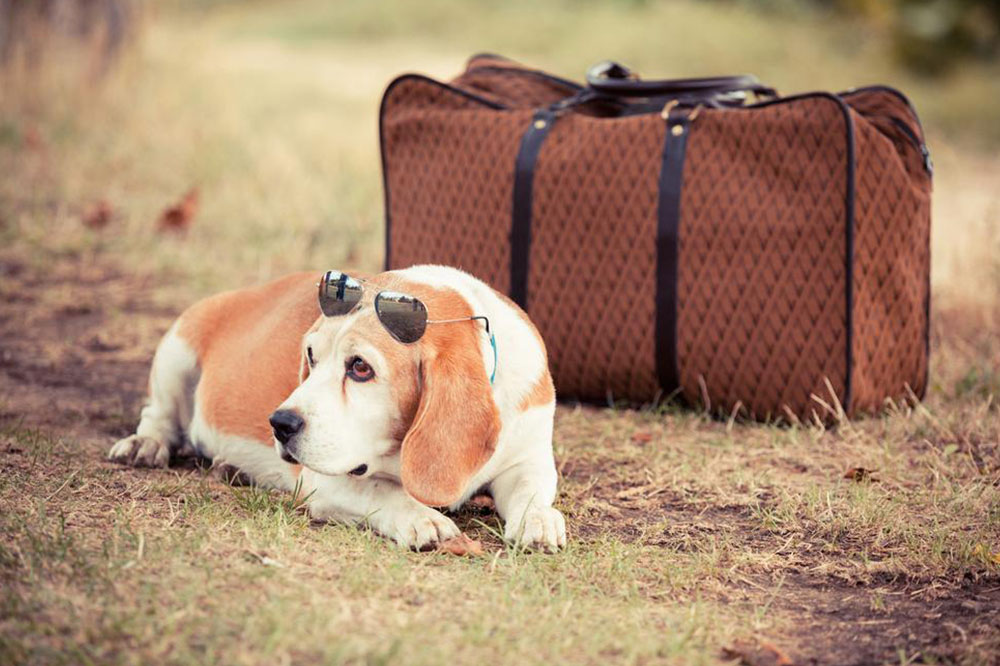 Essential Flying Checklist for Pet Travel