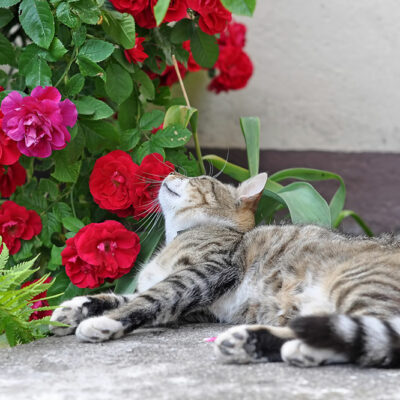 Potentially Harmful Plants for Cats
