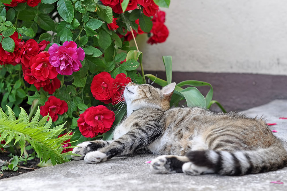 Potentially Harmful Plants for Cats