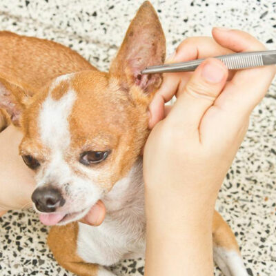 Products to Get Rid of Ticks and Fleas in Pets