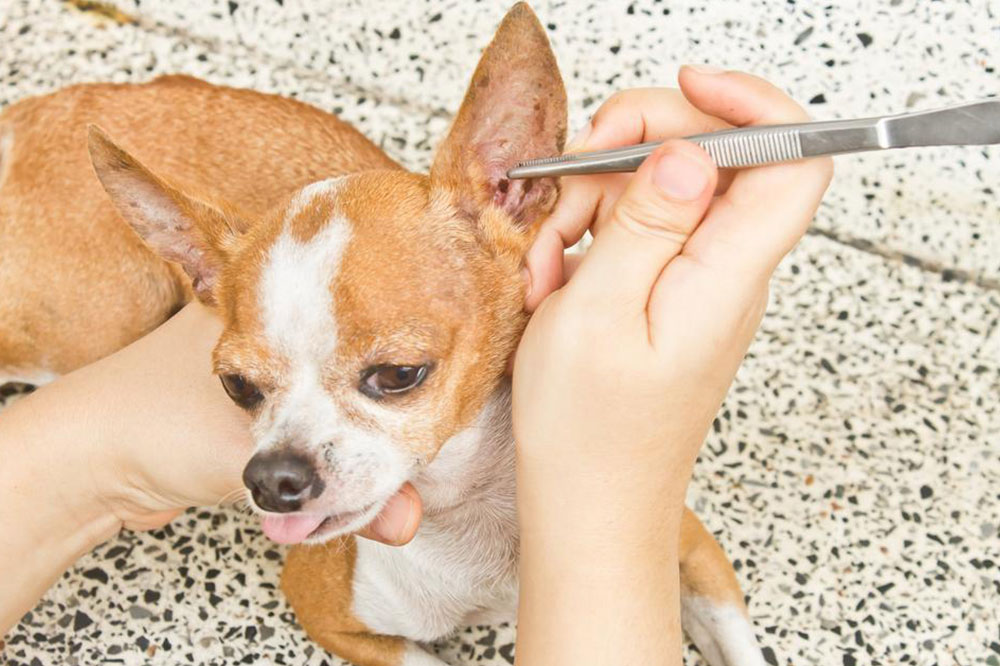 Products to Get Rid of Ticks and Fleas in Pets