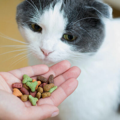 Top Ingredients for Wholesome Cat Treats