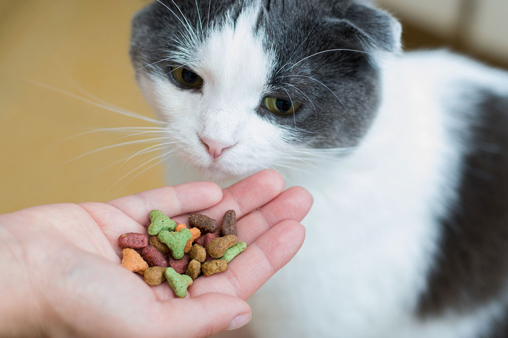 Top Ingredients for Wholesome Cat Treats