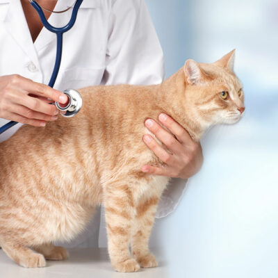 Tips for Preventing Diabetes in Cats