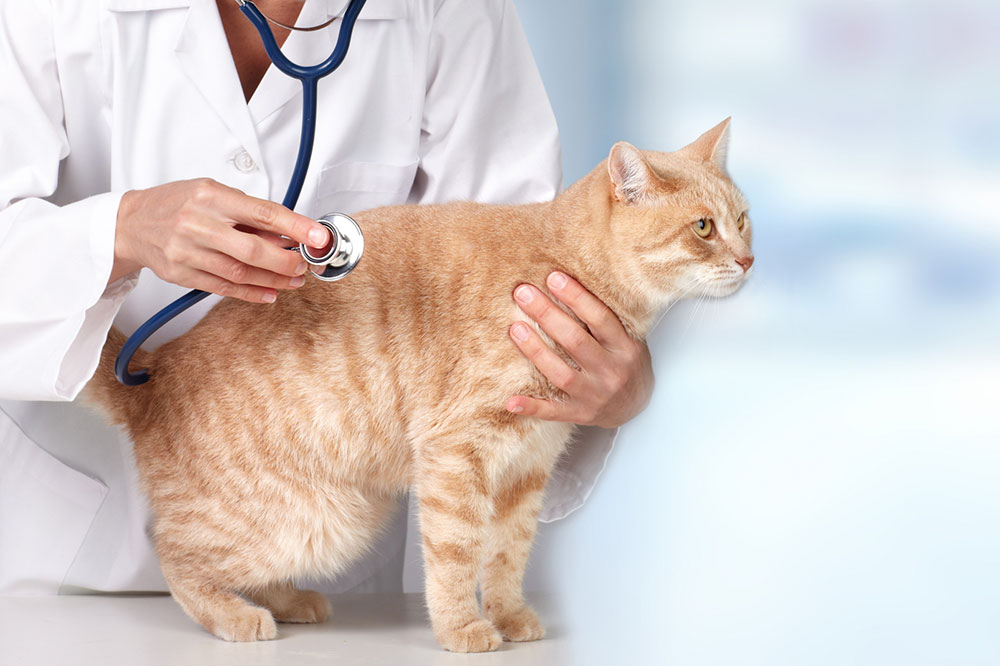 Tips for Preventing Diabetes in Cats